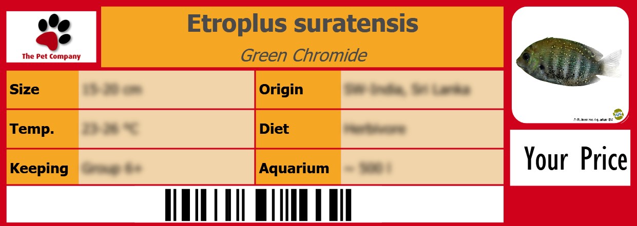 Etroplus suratensis Green Chromide 105 x 38 mm