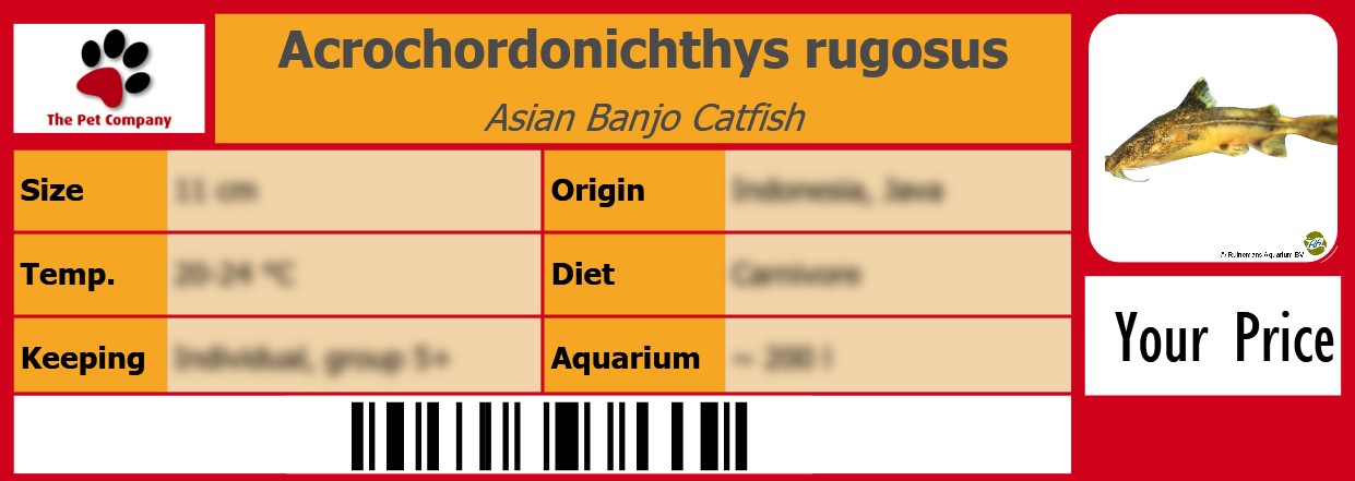 Acrochordonichthys rugosus Asian Banjo Catfish 105 x 38 mm