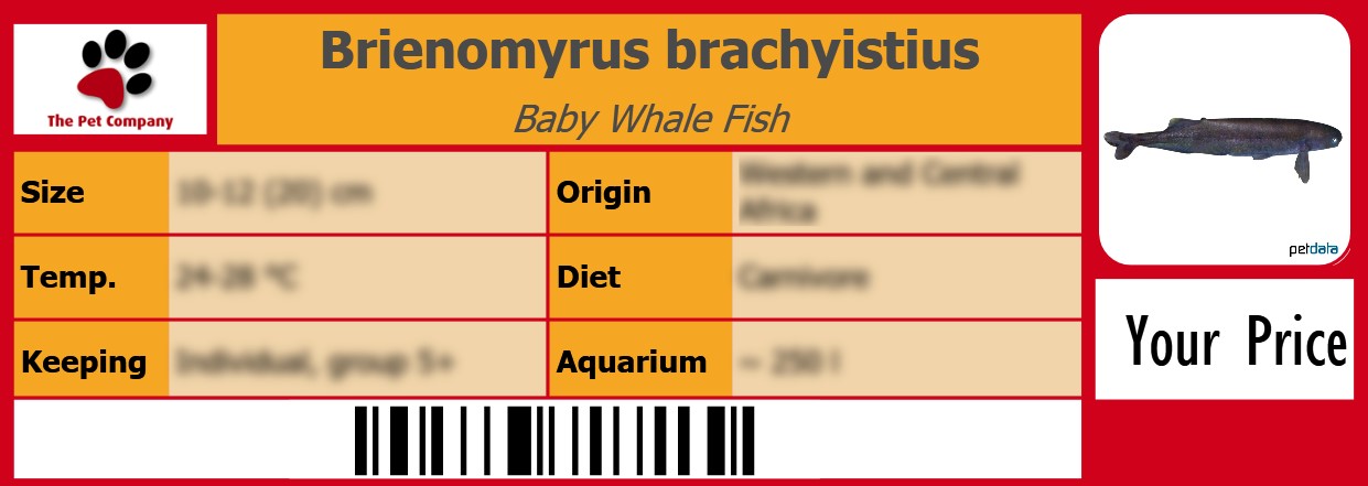 Brienomyrus brachyistius Baby Whale Fish 105 x 38 mm