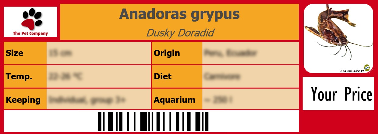 Anadoras grypus Dusky Doradid 105 x 38 mm