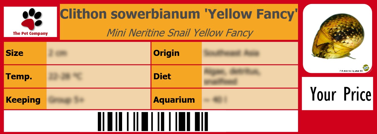 Clithon sowerbianum 'Yellow Fancy' Mini Neritine Snail Yellow Fancy 105 x 38 mm