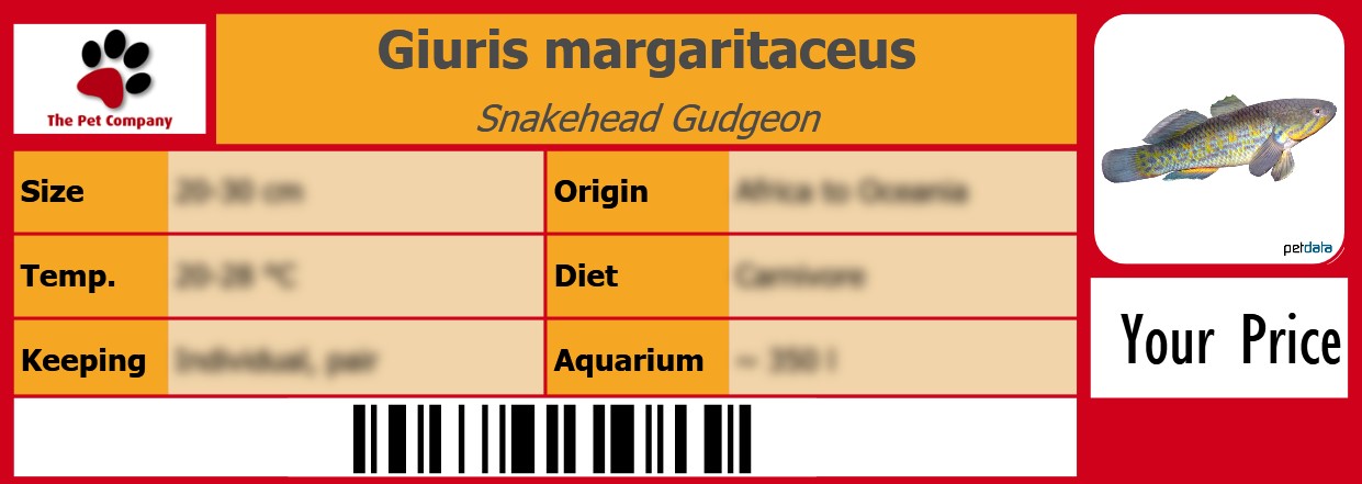Giuris margaritaceus Snakehead Gudgeon 105 x 38 mm