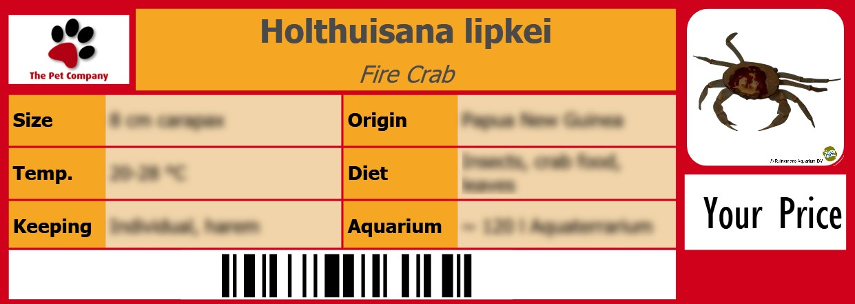 Holthuisana lipkei Fire Crab 105 x 38 mm