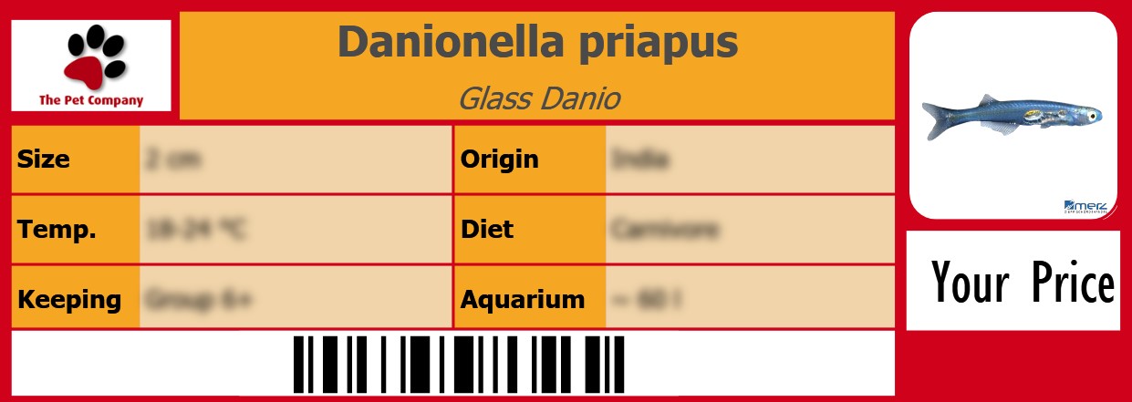 Danionella priapus Glass Danio 105 x 38 mm
