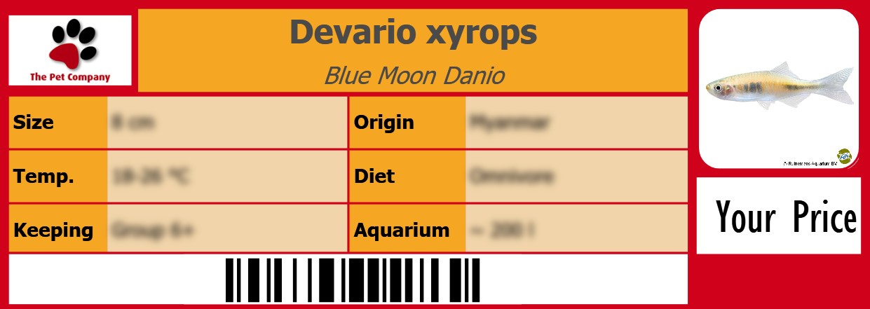 Devario xyrops Blue Moon Danio 105 x 38 mm