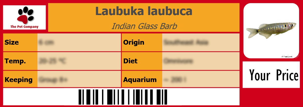 Laubuka laubuca Indian Glass Barb 105 x 38 mm