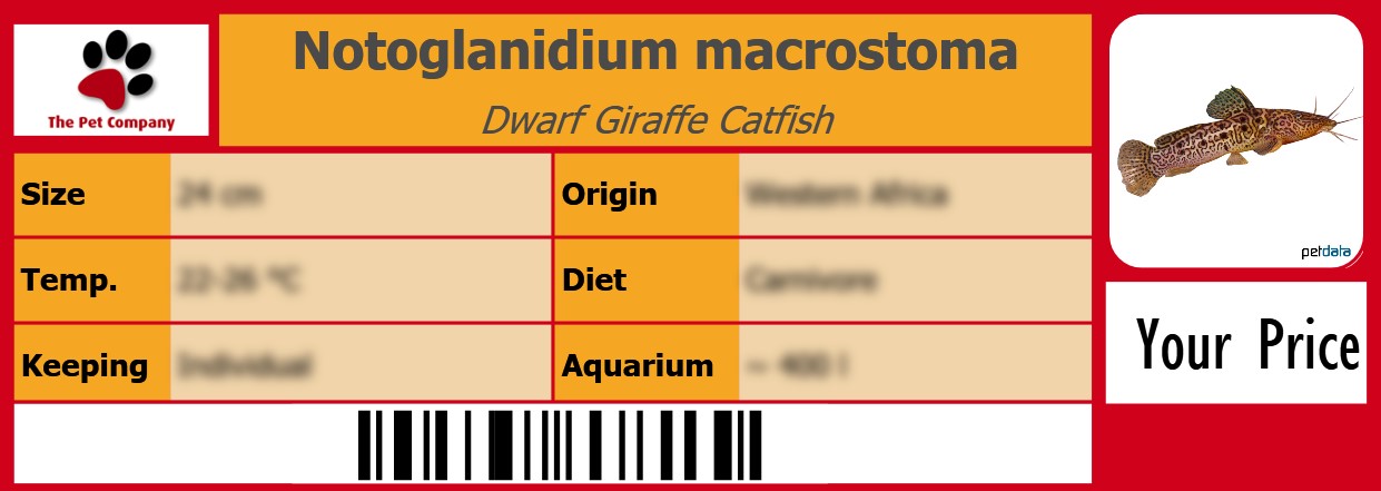 Notoglanidium macrostoma Dwarf Giraffe Catfish 105 x 38 mm