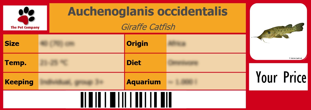 Auchenoglanis occidentalis Giraffe Catfish 105 x 38 mm