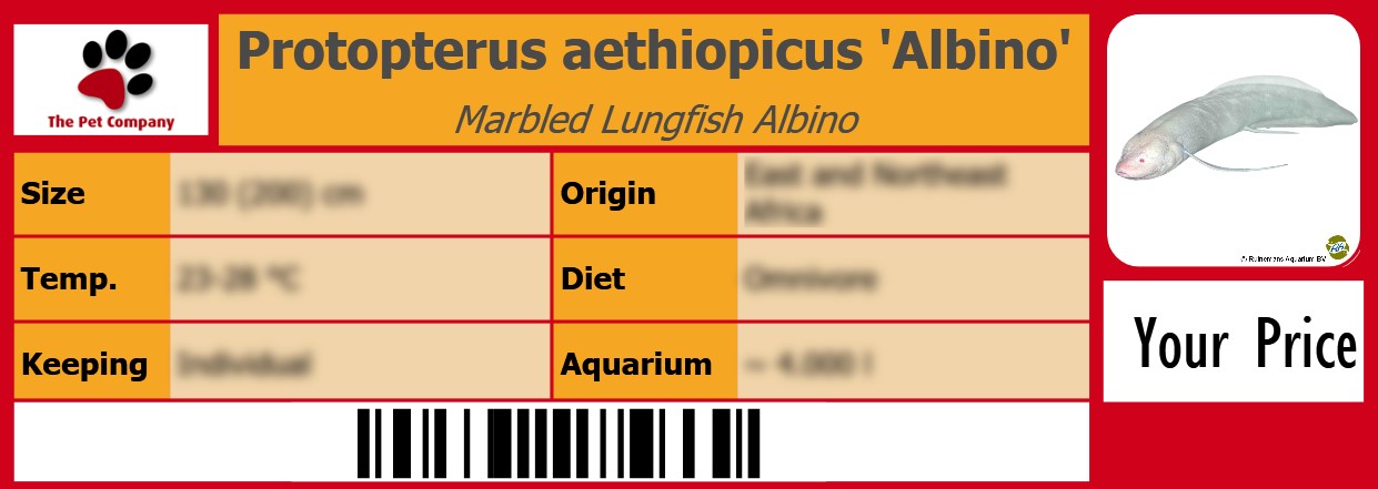 Protopterus aethiopicus 'Albino' Marbled Lungfish Albino 105 x 38 mm