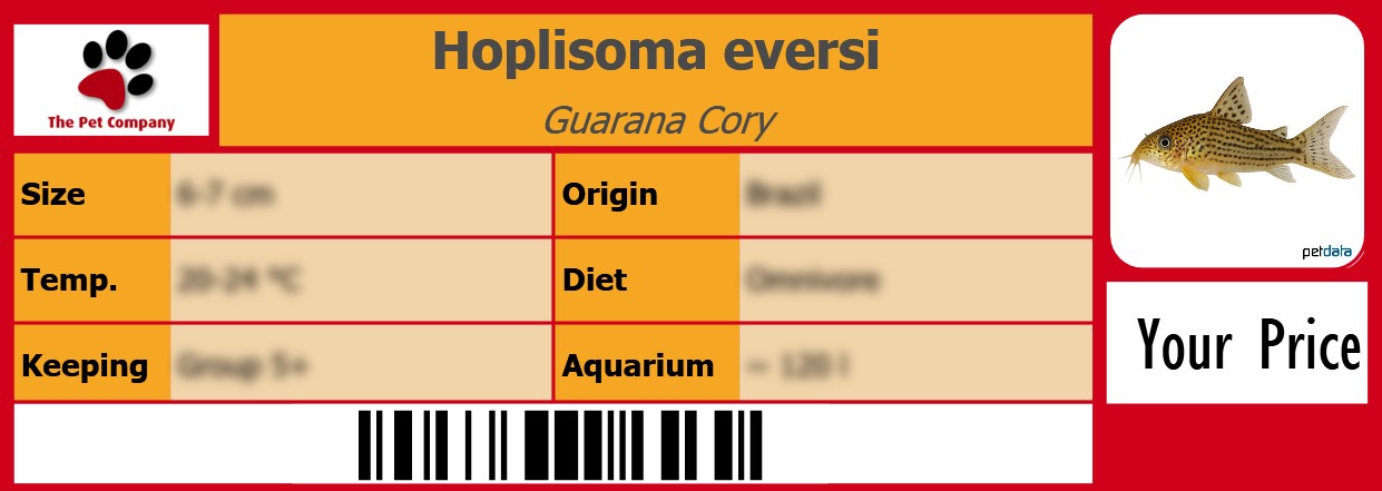 Hoplisoma eversi Guarana Cory 105 x 38 mm