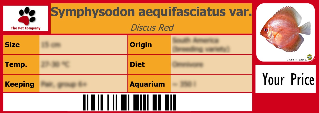Symphysodon aequifasciatus var. Discus Red 105 x 38 mm