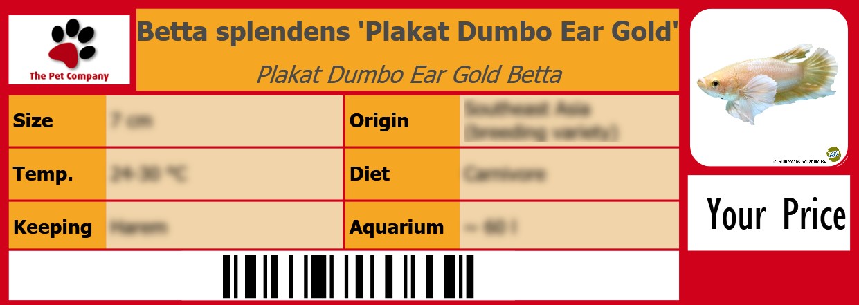 Betta splendens 'Plakat Dumbo Ear Gold' Plakat Dumbo Ear Gold Betta 105 x 38 mm