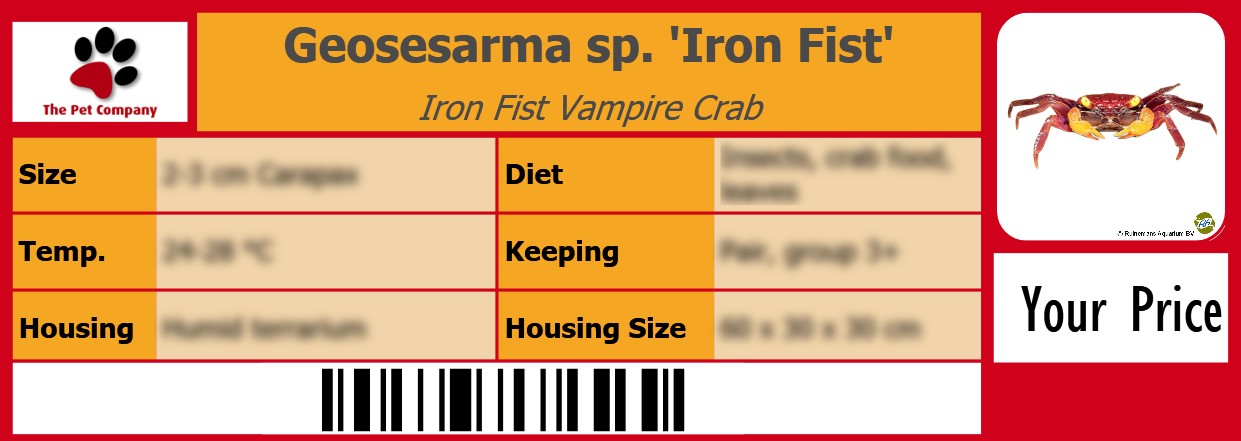 Geosesarma sp. 'Iron Fist' Iron Fist Vampire Crab 105 x 38 mm