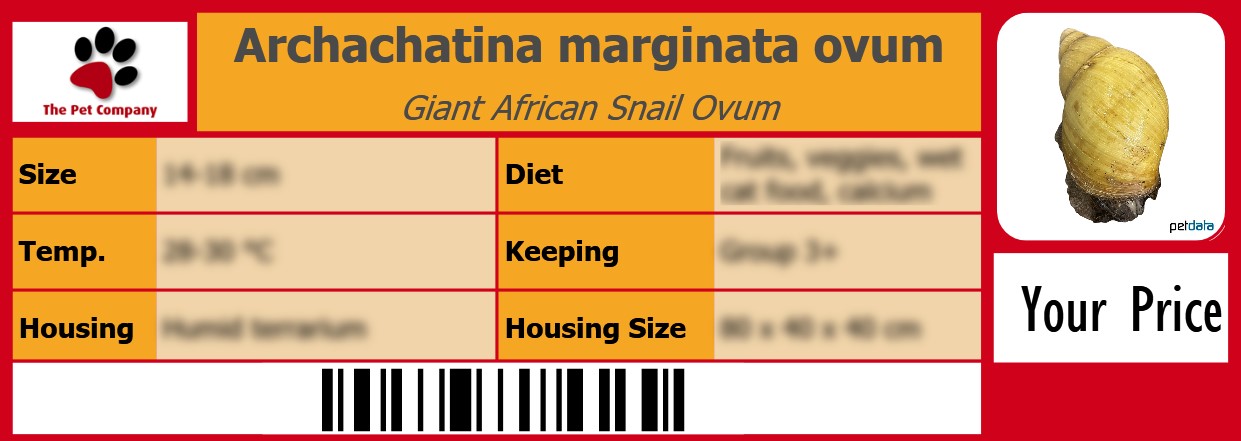 Archachatina marginata ovum Giant African Snail Ovum 105 x 38 mm