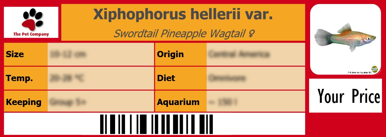 Xiphophorus hellerii var. Swordtail Pineapple Wagtail ♀ 105 x 38 mm