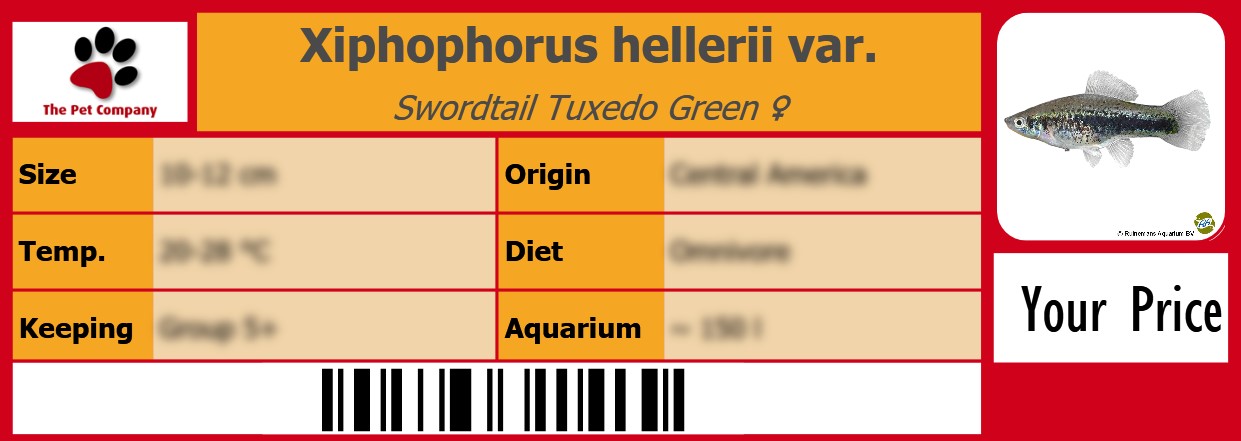 Xiphophorus hellerii var. Swordtail Tuxedo Green ♀ 105 x 38 mm