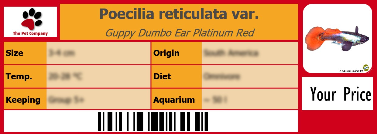 Poecilia reticulata var. Guppy Dumbo Ear Platinum Red 105 x 38 mm