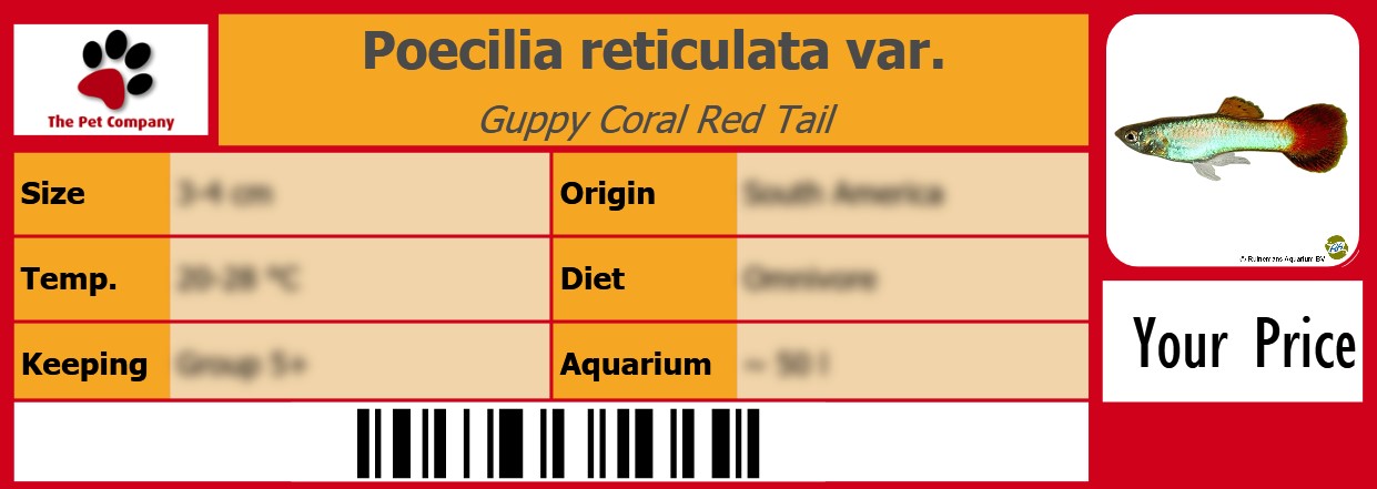 Poecilia reticulata var. Guppy Coral Red Tail 105 x 38 mm
