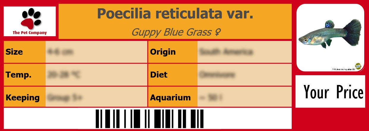 Poecilia reticulata var. Guppy Blue Grass ♀ 105 x 38 mm
