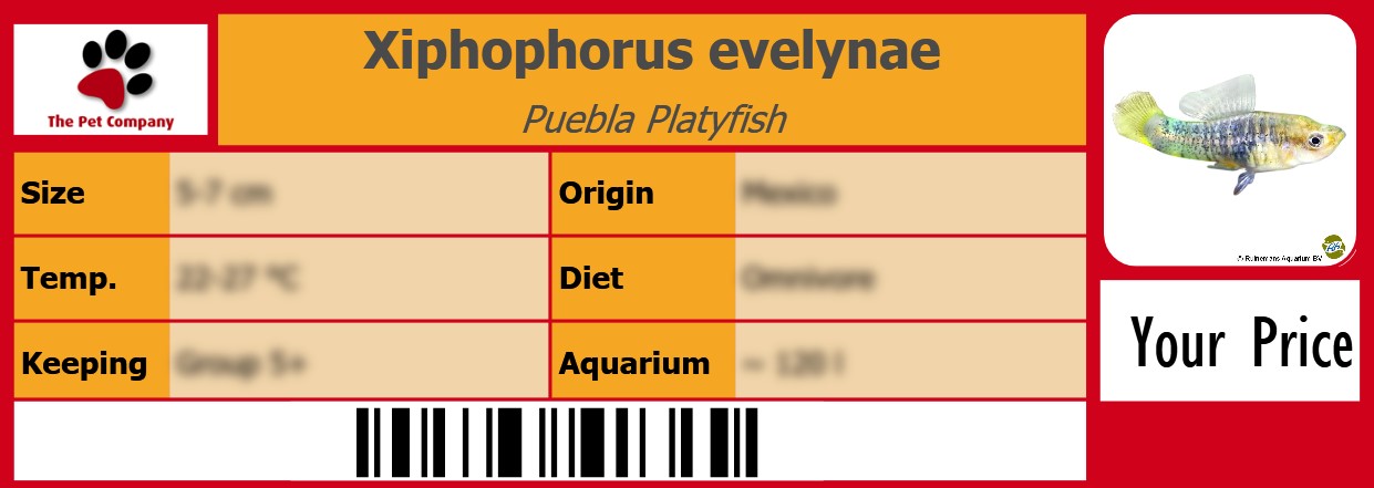 Xiphophorus evelynae Puebla Platyfish 105 x 38 mm
