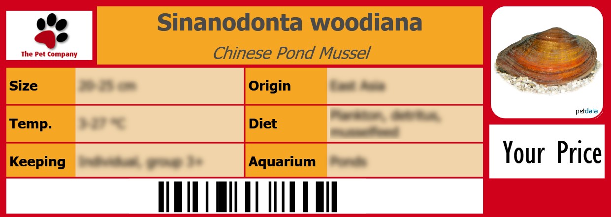 Sinanodonta woodiana Chinese Pond Mussel 105 x 38 mm