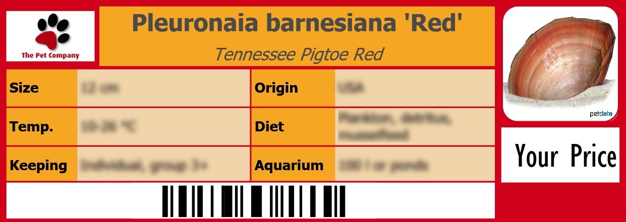 Pleuronaia barnesiana 'Red' Tennessee Pigtoe Red 105 x 38 mm