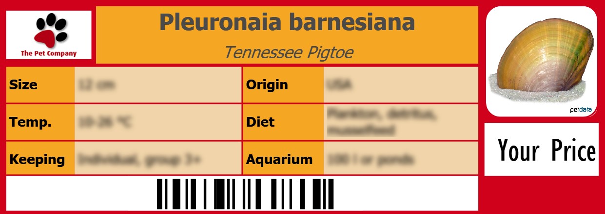 Pleuronaia barnesiana Tennessee Pigtoe 105 x 38 mm