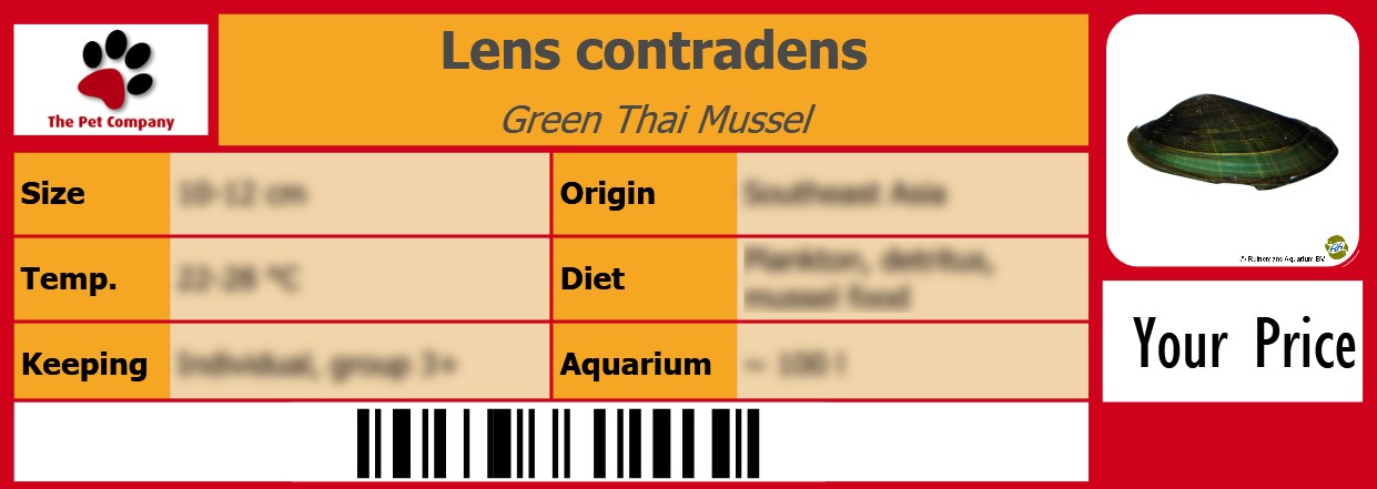 Lens contradens Green Thai Mussel 105 x 38 mm