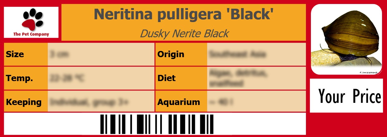 Neritina pulligera 'Black' Dusky Nerite Black 105 x 38 mm