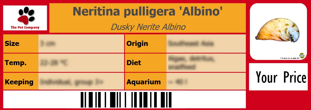 Neritina pulligera 'Albino' Dusky Nerite Albino 105 x 38 mm