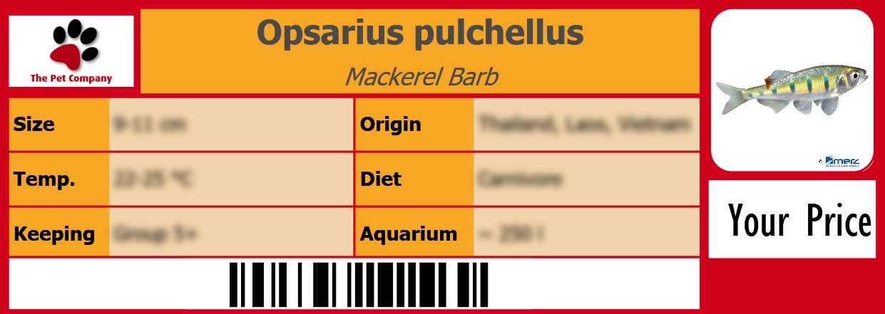 Opsarius pulchellus Mackerel Barb 105 x 38 mm