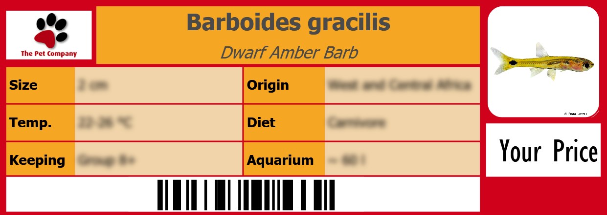 Barboides gracilis Dwarf Amber Barb 105 x 38 mm