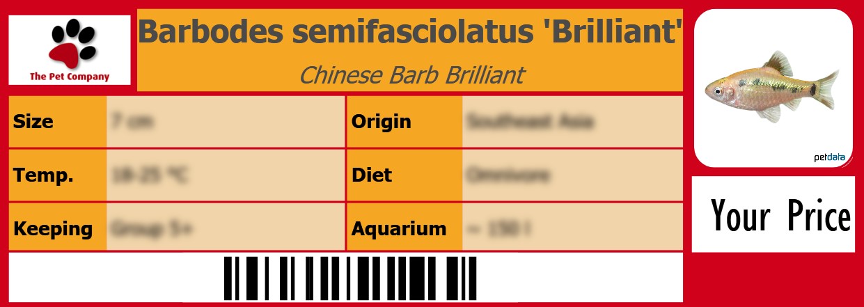 Barbodes semifasciolatus 'Brilliant' Chinese Barb Brilliant 105 x 38 mm