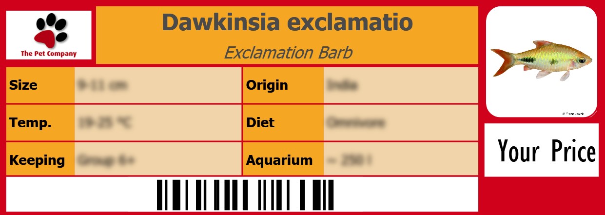 Dawkinsia exclamatio Exclamation Barb 105 x 38 mm