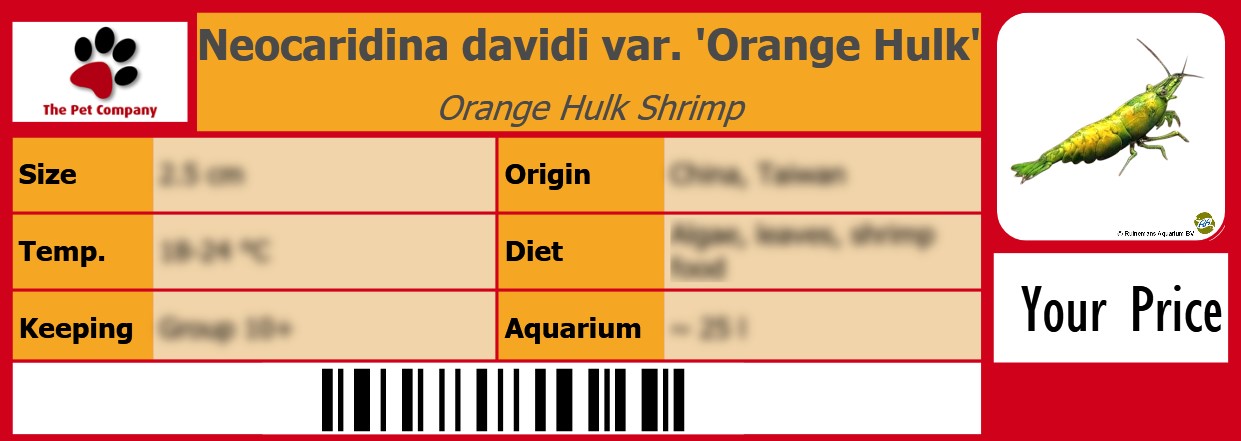 Neocaridina davidi var. 'Orange Hulk' Orange Hulk Shrimp 105 x 38 mm