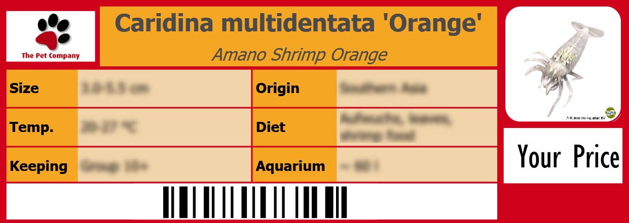 Caridina multidentata 'Orange' Amano Shrimp Orange 105 x 38 mm