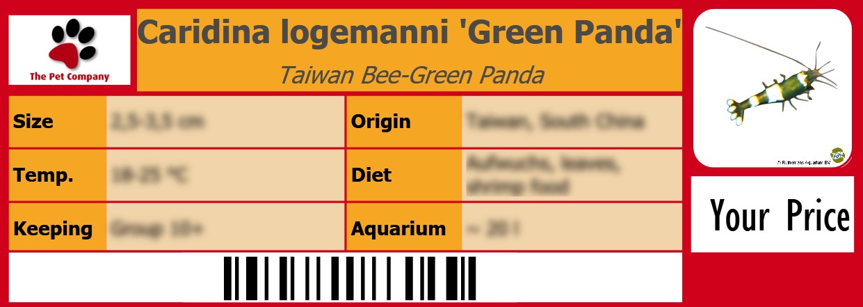 Caridina logemanni 'Green Panda' Taiwan Bee-Green Panda 105 x 38 mm